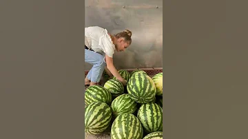 КАК ПРАВИЛЬНО ВЫБРАТЬ АРБУЗ 🍉🍉🍉