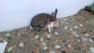 Kawin silang  kelinci dan kucing