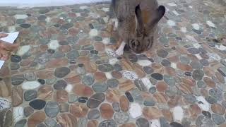 Kawin silang kelinci dan kucing