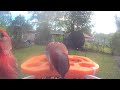 Birds video afternoon today 