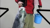 パイロンを持ってくるくる回るラッコのメイちゃん 20190907 鳥羽水族館 Youtube
