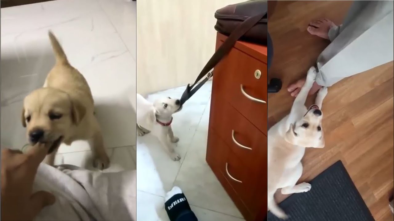 Labrador Puppies Moments Compilation|| Will make you cry Compliation 2 ...