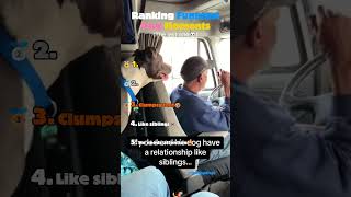 Ranking The FUNNIEST Dog Moments Ever 😂🐶