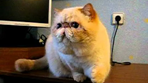 Video 1239611: exotic shorthair red, exotic shorthair male, exotic lynx, lynx point male