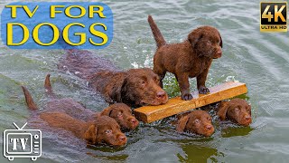 Dog TV: Top Entertaining Videos with Calming Music for Dogs | Relaxation &amp; Dog Stress Relief All Day