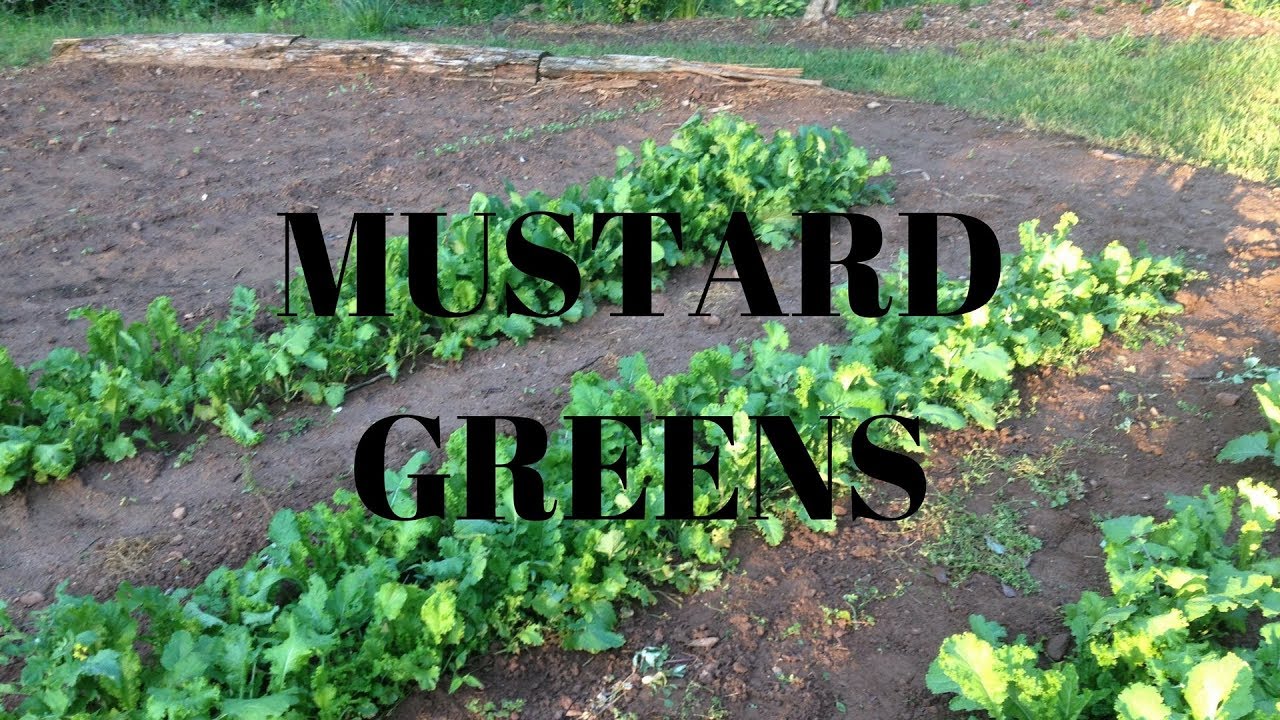Planting Mustard Greens YouTube