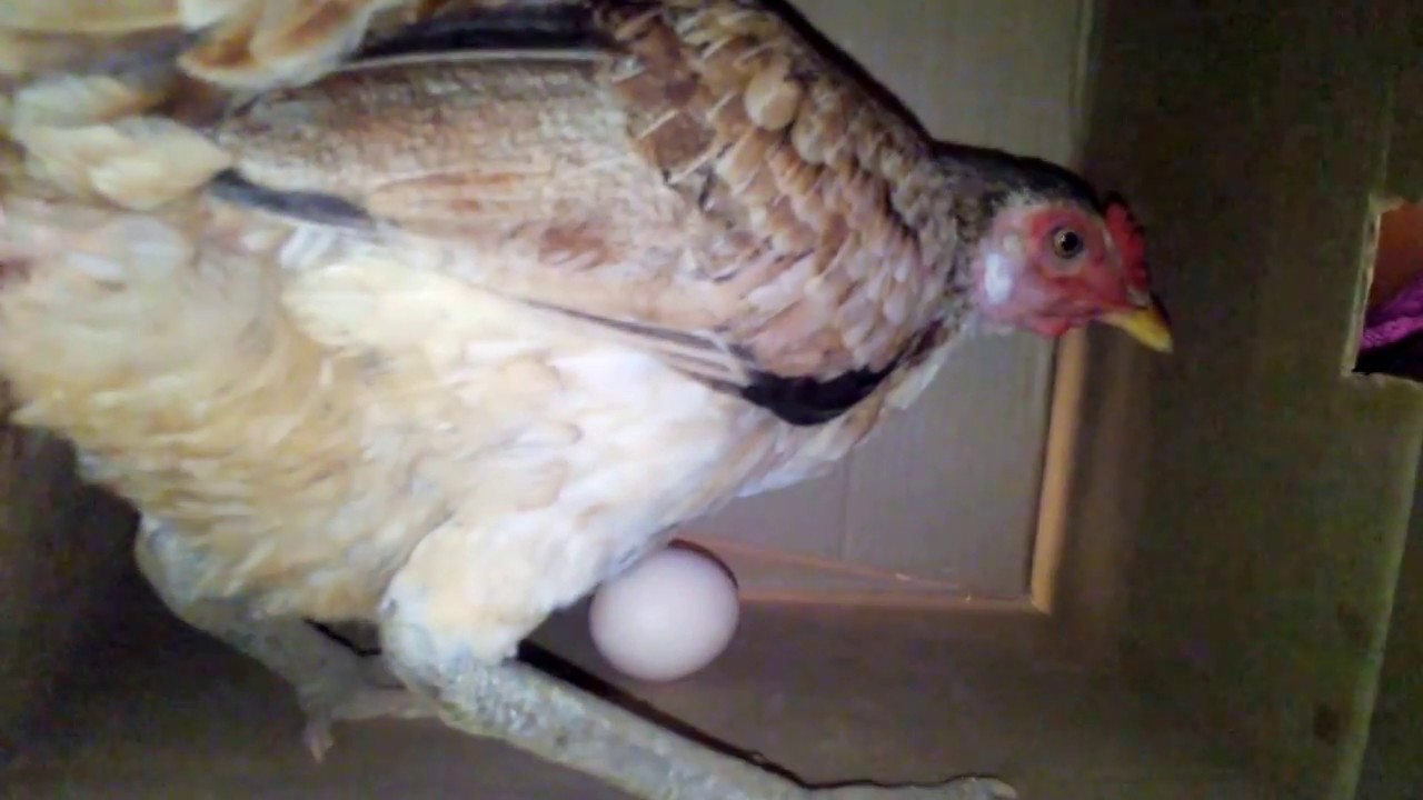 chicken laying an egg 