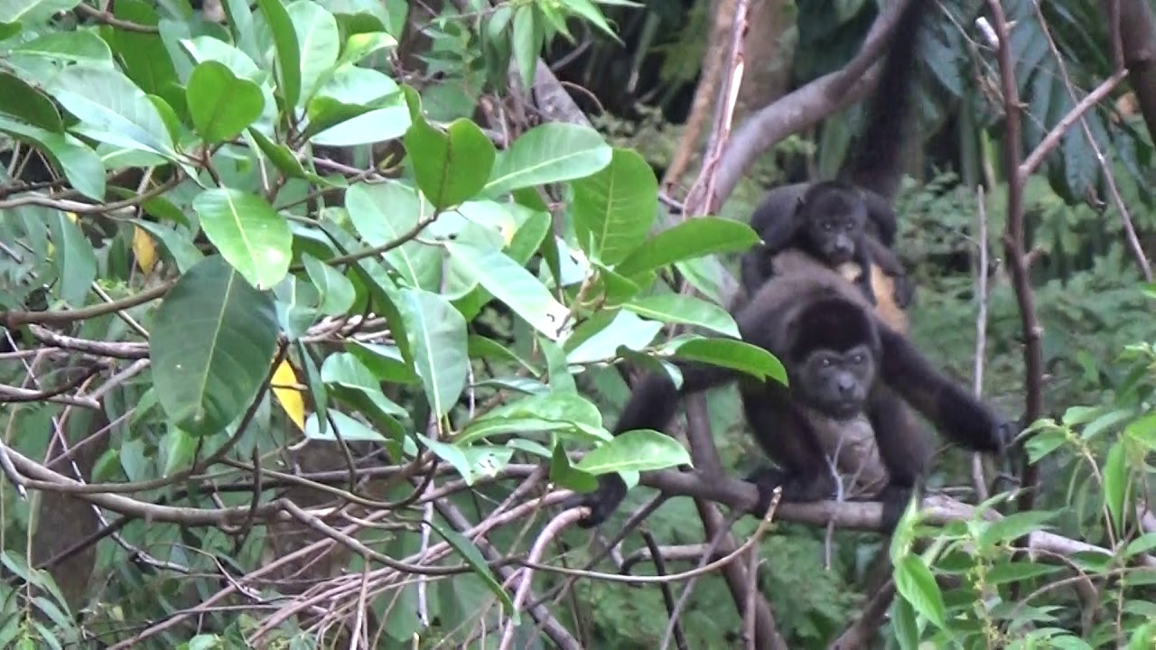 Mother Howler Monkey crossing Casa Mogambo