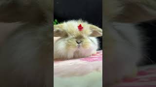 Unbelievably Adorable Rabbit Cutest Pet Reactions That Will Melt Your Heart! 😍🐰 #Mustwatch