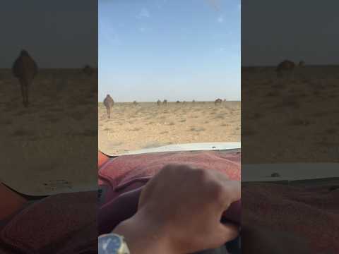 اجواء طيبه عند الابل مصر