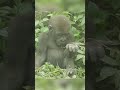 Jabali and Ringo's #gorilla #funnygorilla #wildlife #shorts #animals #park #cuteanimals