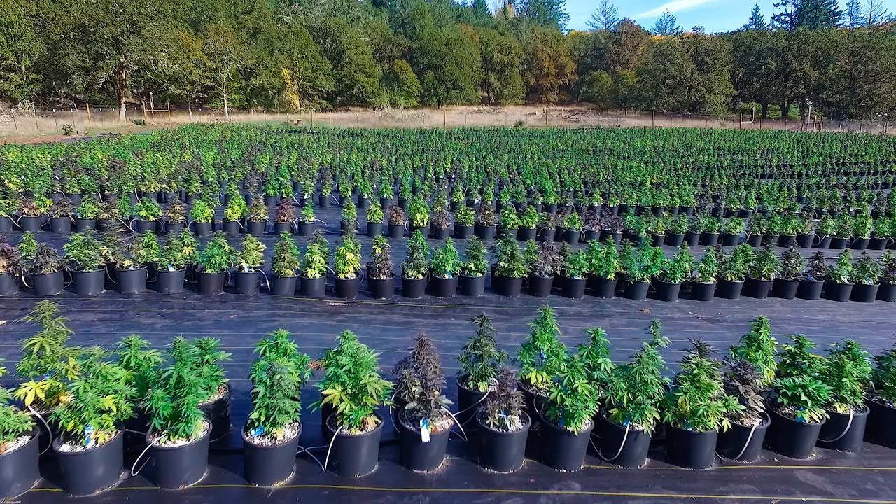 Drone view of pot farm