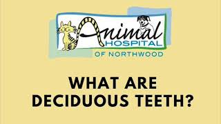 What Are Deciduous Teeth?