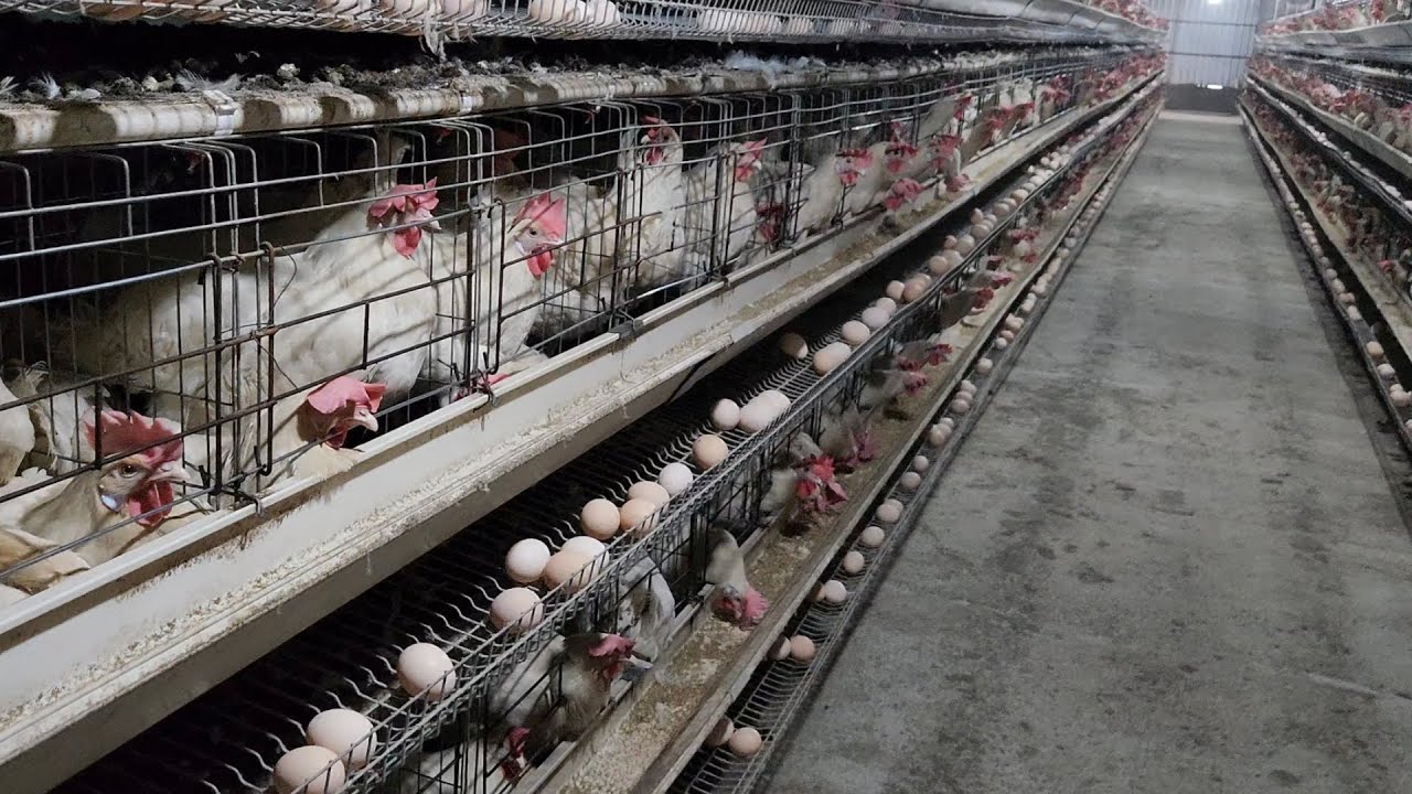 @тухум йуналиши, жужалар 2026.27.01сотуви тухтатилган сабаби #факт#бизнес#тезкор