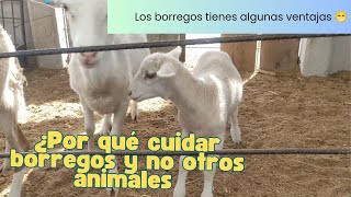 Borregos, ¿ Por qué cuidar borregos y no otros animales?