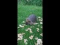 Hedgehog eating food