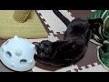 暑くて動けないので、かわいくゴロ寝しながら遊びます♪【黒猫ロコちゃん】