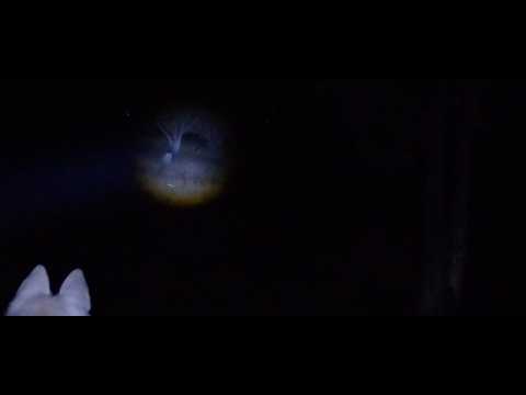 My Dogs Saw This Deer in Complete Dark, I saw With Night Vision