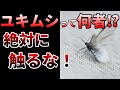 【ゆっくり】最悪な害虫にもなる!ユキムシの生態とは