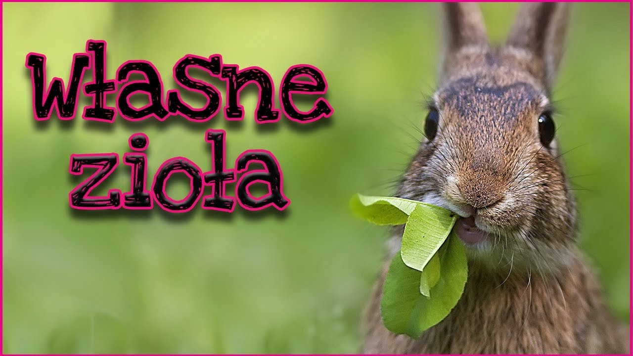 🐰Mój MINI OGRÓDEK dla królików 🐰 - sadzenie ziół krok po kroku | Uszatkowe Rady