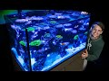 Indoor Ocean: Building Your Stunning Saltwater Coral Reef Aquarium 🌊