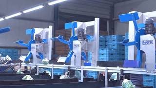 Broccoli Sorteren Broccoli Sorting 2019