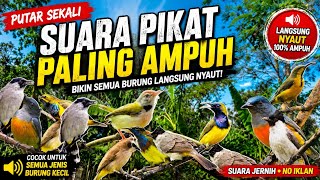 SUARA PIKAT BURUNG KECIL || BURUNG LIAR AUTO NYAMBER