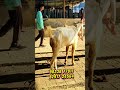 TARR GULABI SOJAT ANDUL FOR SALE Full AGRESSIVE FARM SET VACCINATED DO CONTACT SHAHID BHAI 📍 PADGHA