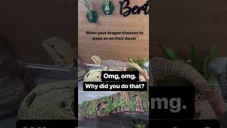 When Greens Are Skipped: Beardie Adventures #Animals