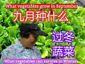 九月份种什么蔬菜? 能过冬的蔬菜有哪些？What vegetables grow in September? What vegetables can survive in Winter?