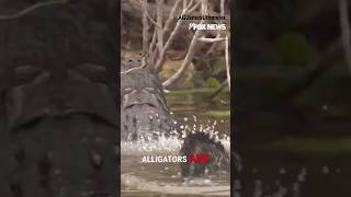ICE's 'Alligator Alcatraz' detention center: 'Nowhere to hide' #shorts