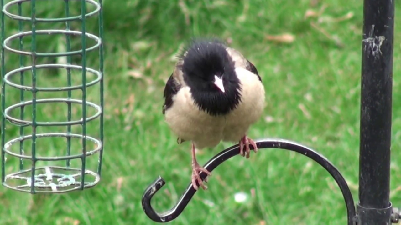 Rose-coloured Starling