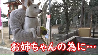 お姉ちゃんの為に大人しくお祈りする柴犬が家族思いで健気でした！