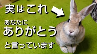 【うさぎの愛情表現】うさぎが飼い主に見せる「ありがとう」の仕草選