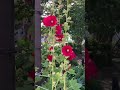 海風のタチアオイ #flowers #ガーデニング #花
