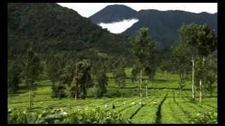 A Cup of Indonesia: The Finest Tea In The World