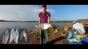 Săn thác lác cườm tự nhiên tập 1