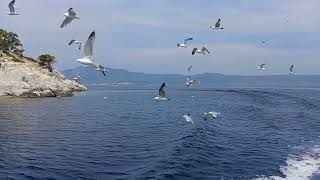 Kurdish Ai Cover Project - Ay Dilberé V3