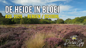 Fietsen langs bloeiende heide en zee in Bergen & Schoorl ????