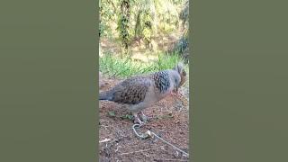 TERKUKUR GAGAP PANAS VS GAGAP PANAS