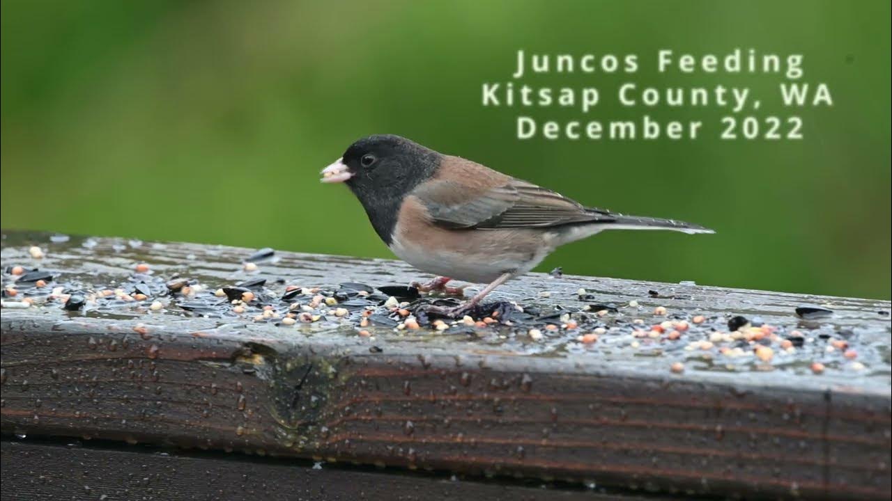 Juncos Feeding Kitsap County WA YouTube