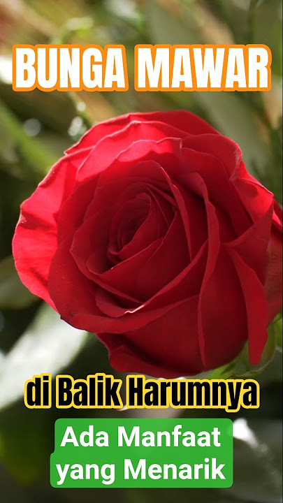MANFAAT MENARIK di Balik Harumnya Mawar #youtubeshorts #youtubevideo #feedshorts #shorts #fyp