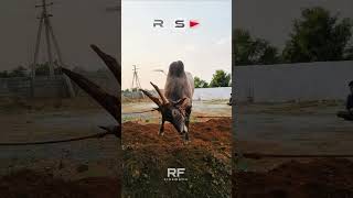 #highspeed #pp #bull #trending #sultan #legend #of #horihabba #special #brand #trending #star #112..