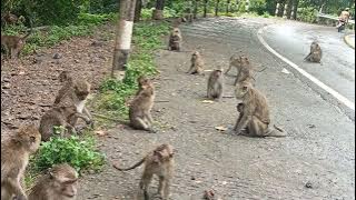 monyetnya monyet kawin, kawin sambil. makan #regular