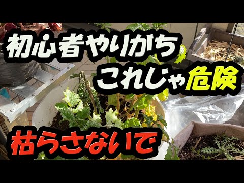ガーデニング初心者がやらかす5つの失敗とその解決法