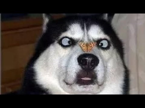 siberian husky funny