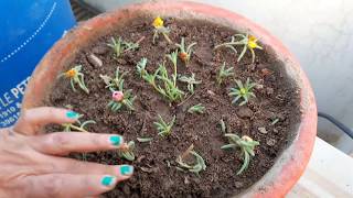 How To Grow Portulaca By Cutting How To Grow 9 O Clock Plant By Cutting Youtube