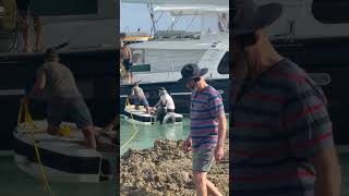 Aitutaki Marina: How Sailors Team Up to Moor Each Boat