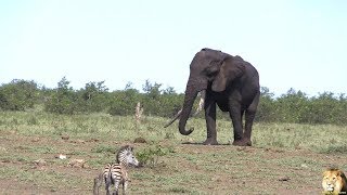 Baby Zebra Want To Play With Other Animals