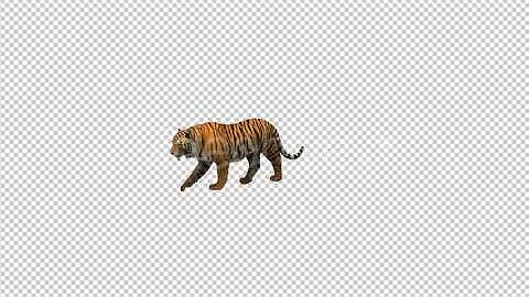 Tiger Walking | Motion Graphics - Envato elements